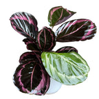 Calathea Roseopicta Surprise Star