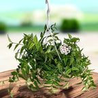 Hoya bella - Lacrima Maicii Domnului - exemplare mari!