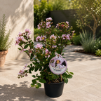 Lagerstroemia indica 'With Love Babe' ('Milaperl') - Indiase sering