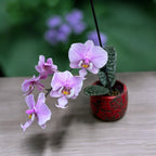 Phalaenopsis schilleriana 'Pink Butterfly' AM/AOS
