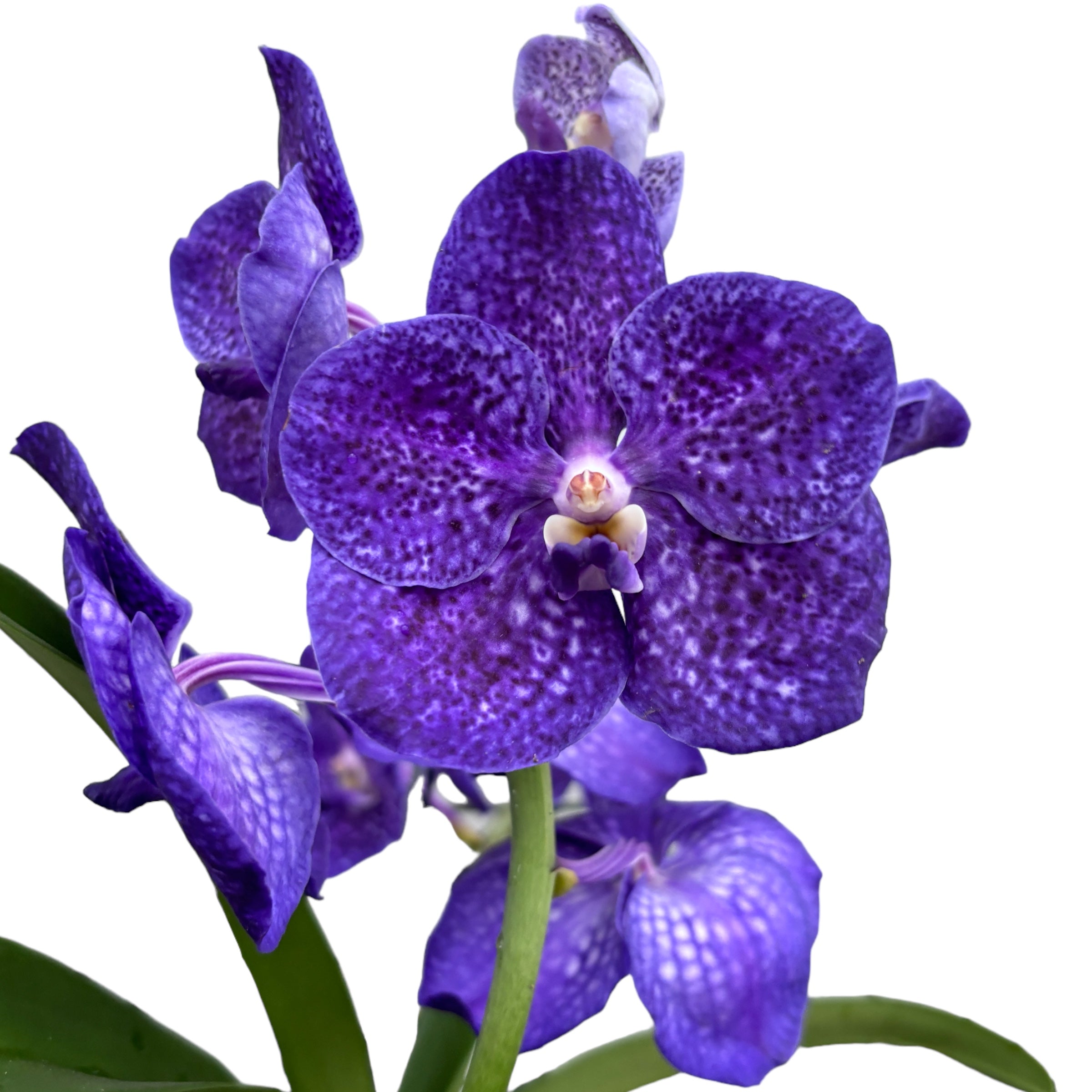Vanda Tweed Blue XXL 5p (Ansu)
