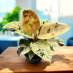 Ficus elastica 'Shivereana' ('Moonshine', 'Variegata')