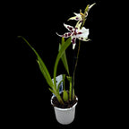 Aliceara Peggy Ruth Carpenter Morning Joy illatos