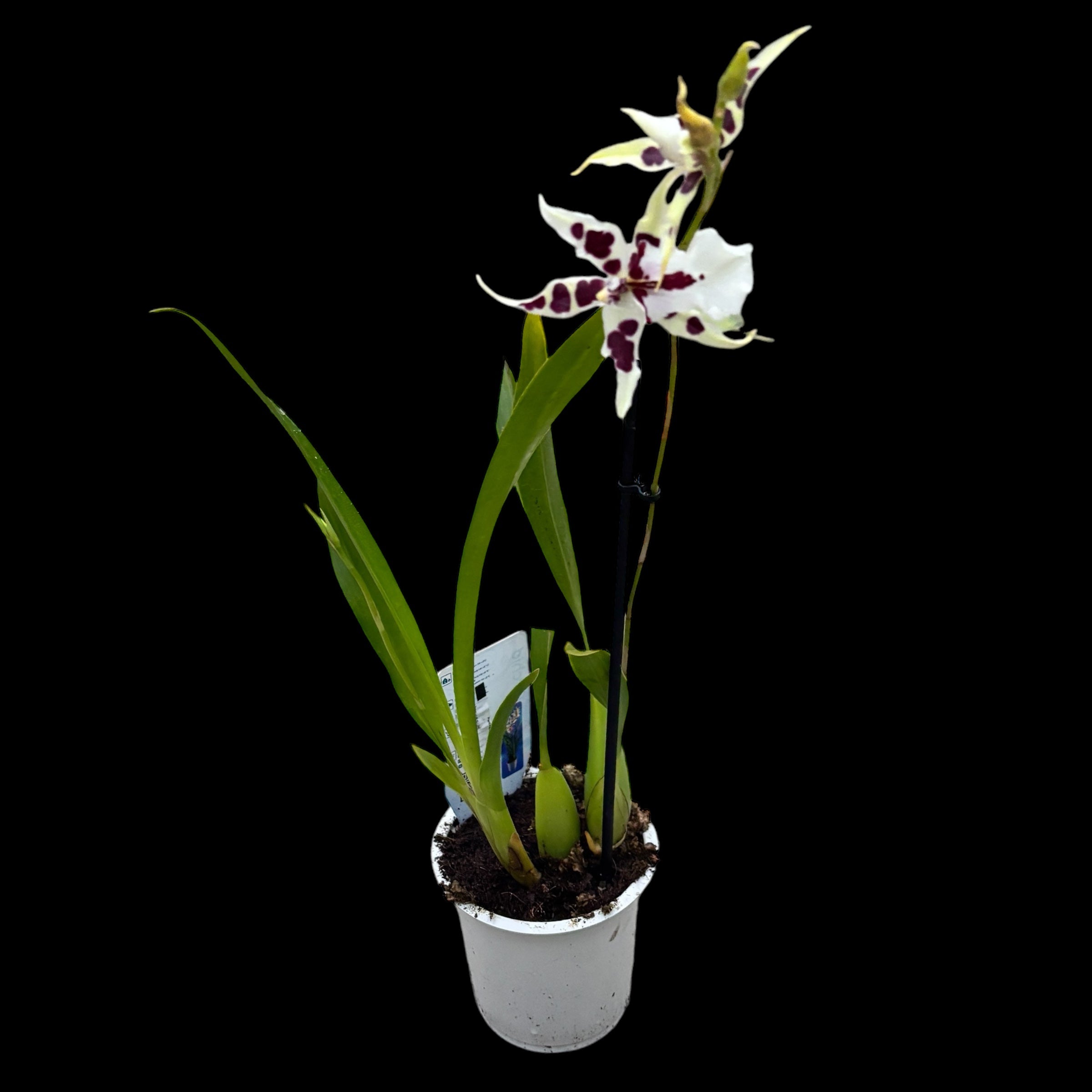 Aliceara Peggy Ruth Carpenter Morning Joy duftend