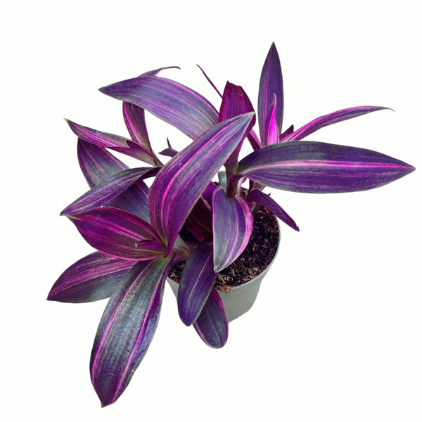 Tradescantia Pallida 'Pink Stripe' (Setcreasea pallida 'Pink Stripe') 3pp