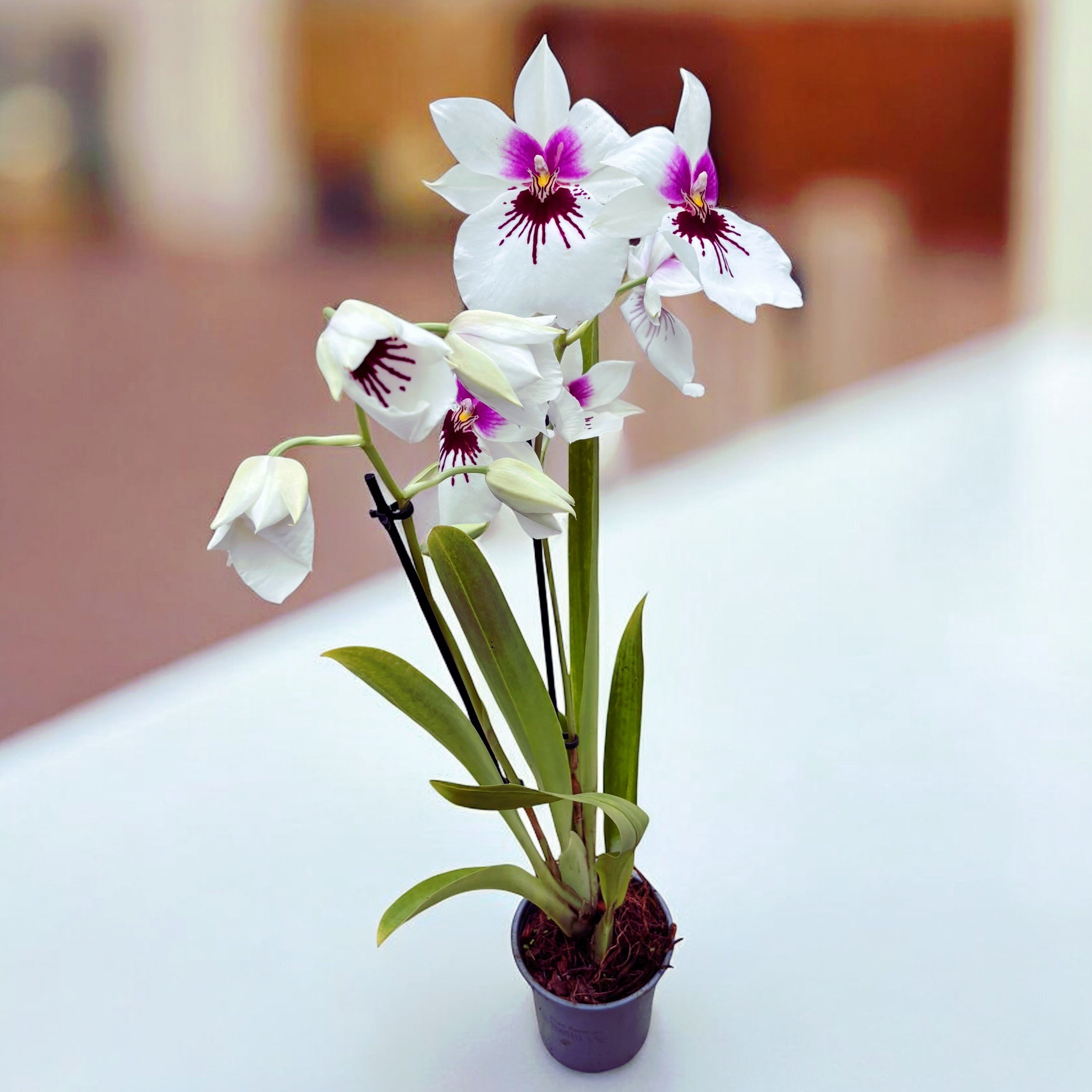 Miltoniopsis (Ambre x Lynne Waihee) 'Cream Puff'