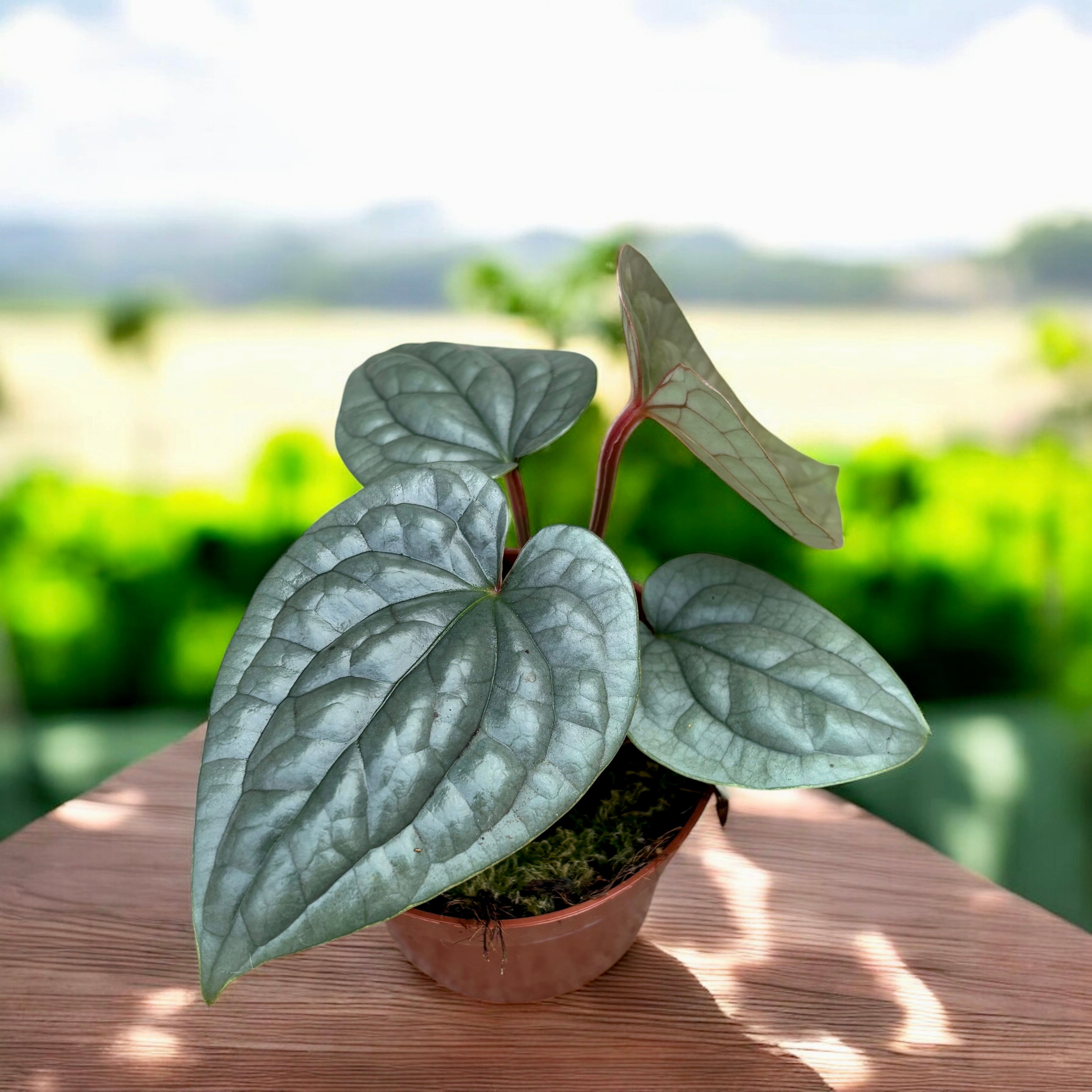 Anthurium luxurians (Quilted Hearts Anthurium) – Secret Garden