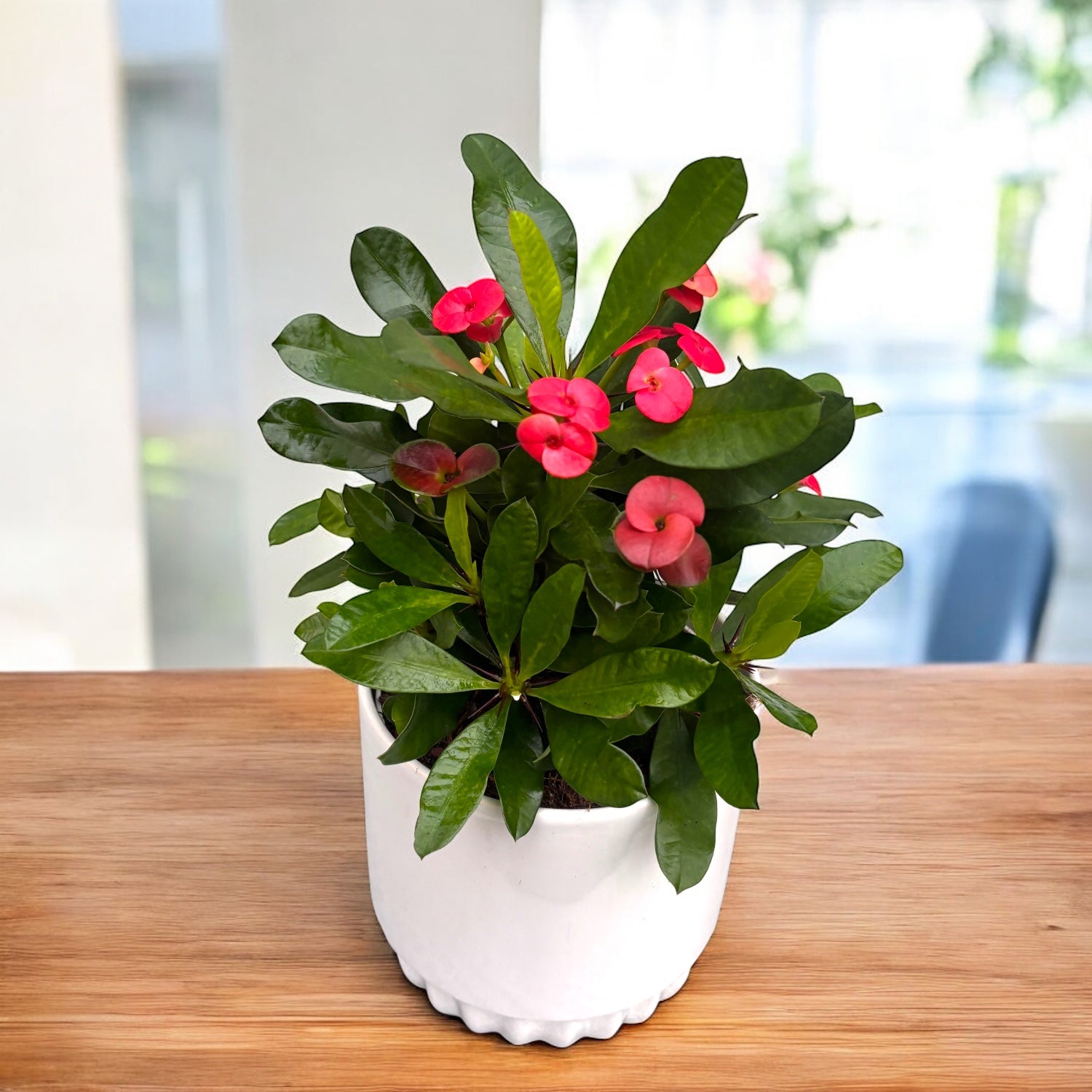 Euphorbia (Milii Grp) ‘Vulcanus’ - coroana de spini cu flori rosu intens