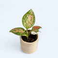 Aglaonema 'Red Valentine' (Babypflanze)