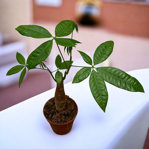 Pachira aquatica - The Money Tree