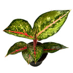 Aglaonema 'Paradise Red'