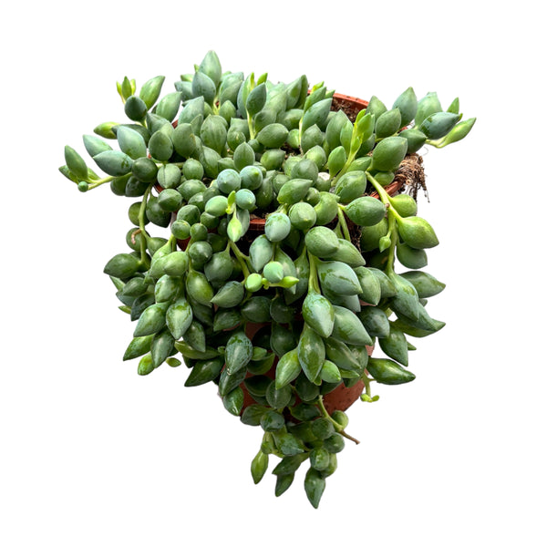 Senecio Herreianus (Erbsenpflanze, Perlensalbei)