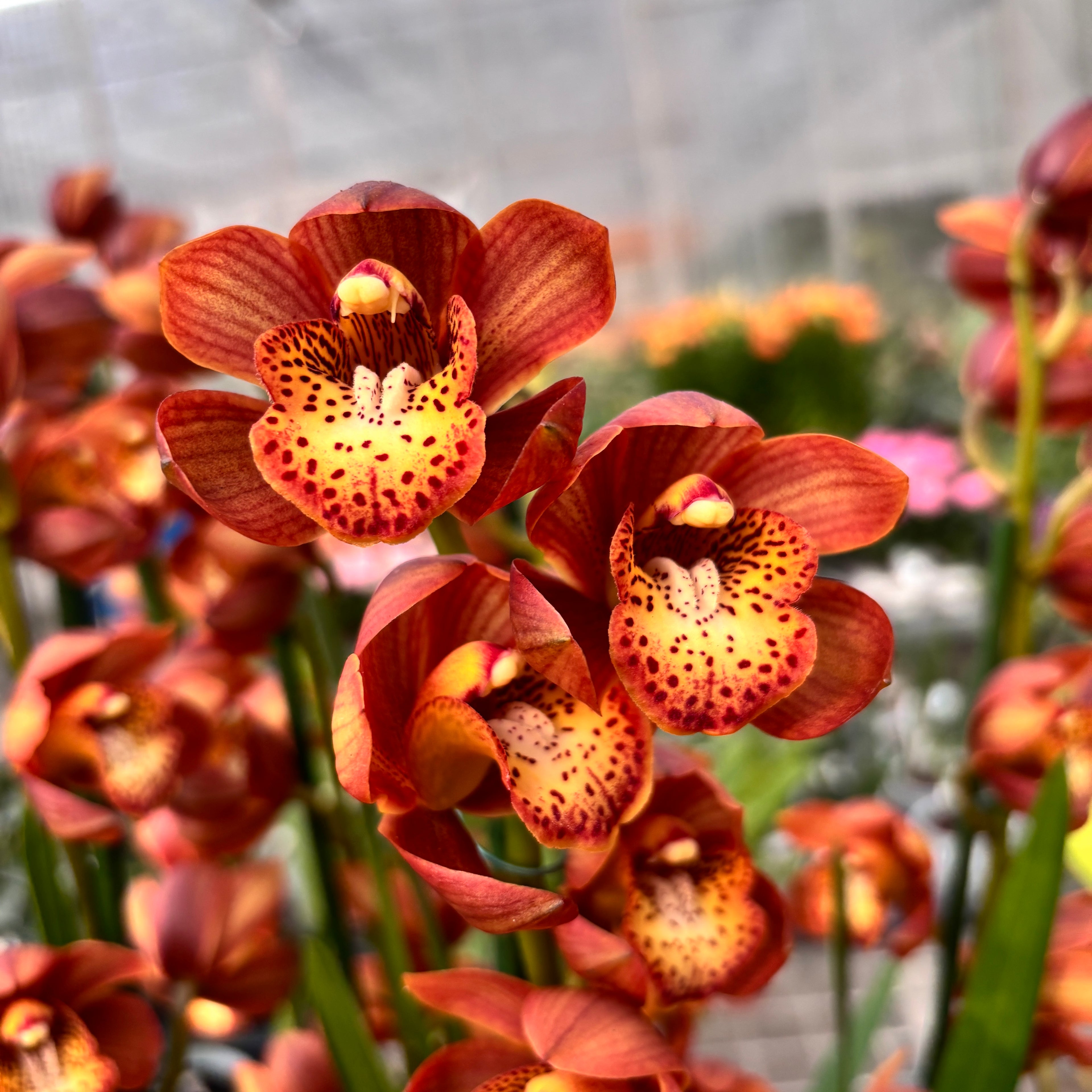 Cymbidium Erythreum x kasudash parfumat