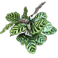 Calathea Makoyana (pianta pavone) - esemplari XL