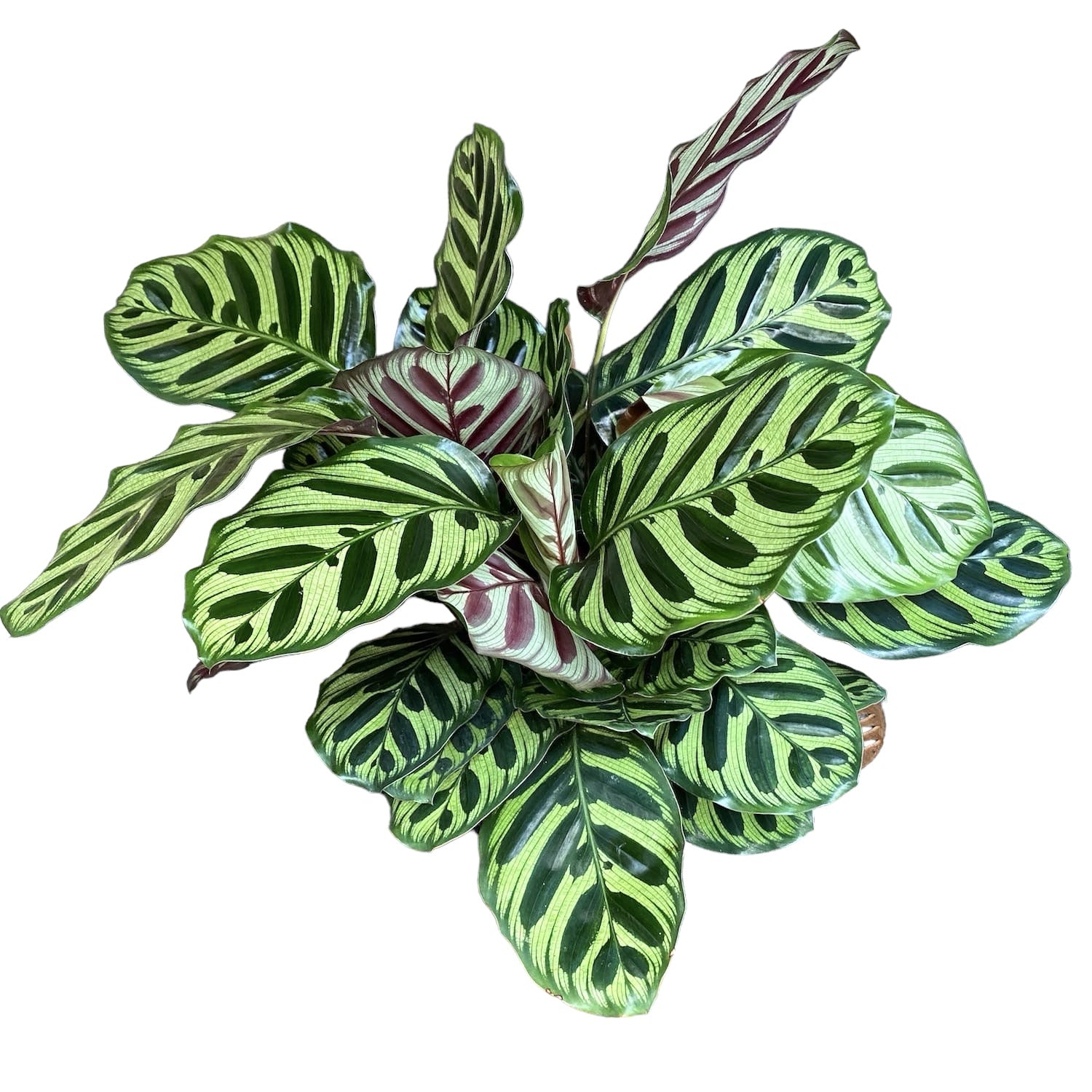 Calathea Makoyana, planta paun D14
