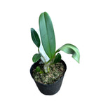 Dendrobium lindleyi (syn. aggregatum)  - flori parfumate