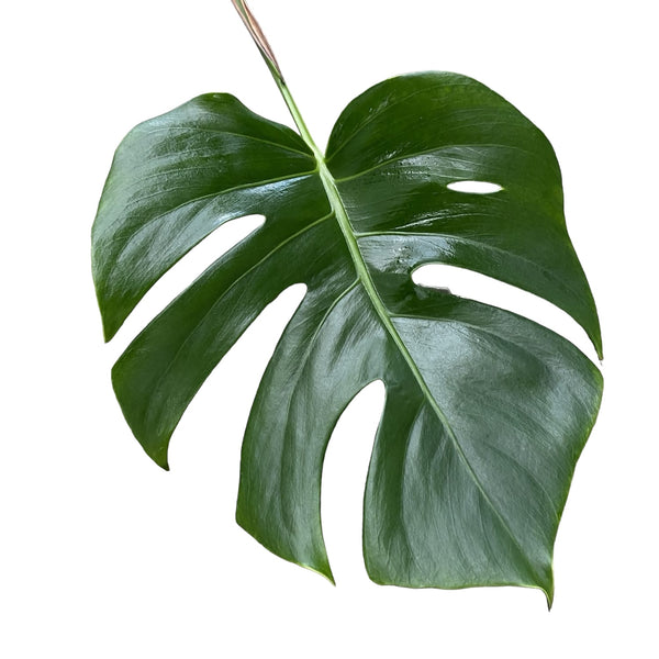 Stecklinge Monstera Deliciosa (ohne Wurzel)