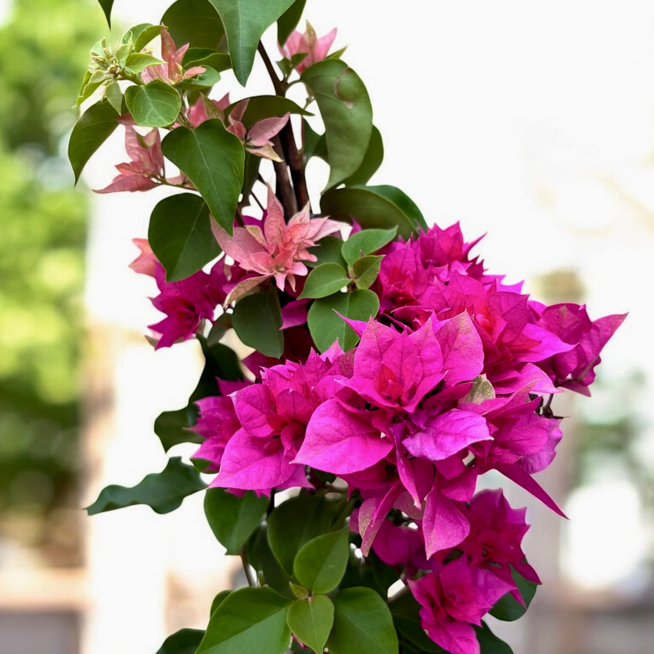 Bougainvillea cu flori duble ‘Pink & Peach’ - Floarea de hartie cu 2 culori/ghiveci