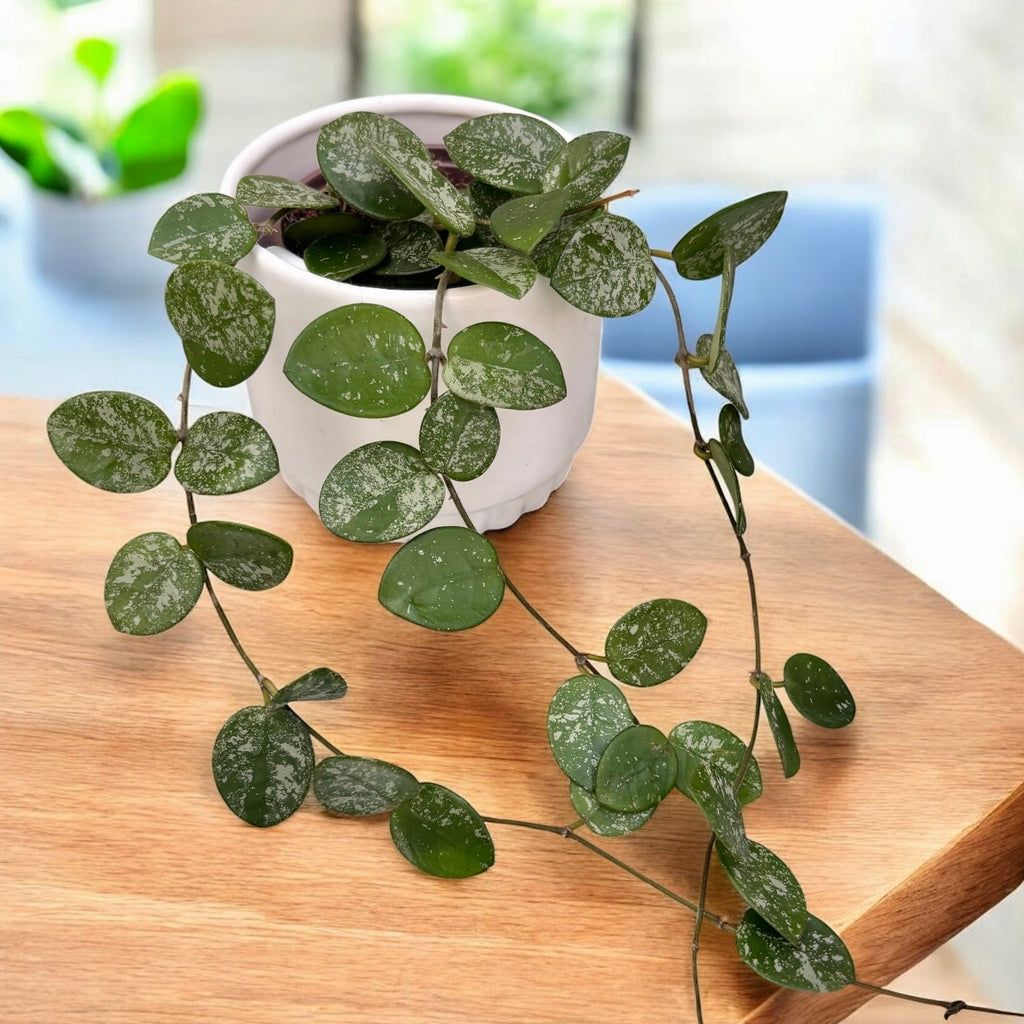 Hoya Mathilde 'Splash' D9 - αρωματική