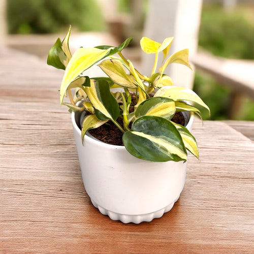Philodendron 'Cream Splash' – Secret Garden Plant Shop