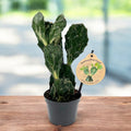 Opuntia Jamaica Ghost - hojas variegadas (2 plantas/maceta)