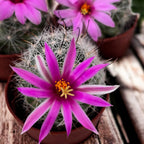 Mammillaria insularis – cactus rar cu flori roz si spini decorativi