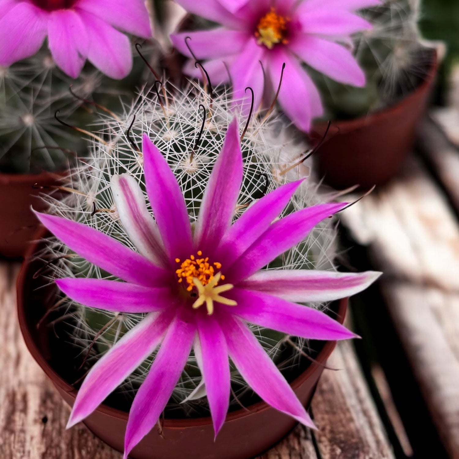 Mammillaria insularis – cactus rar cu flori roz si spini decorativi
