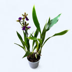 Zygopetalum maculatum 'Trozy Blue' - intenzívne voňavý