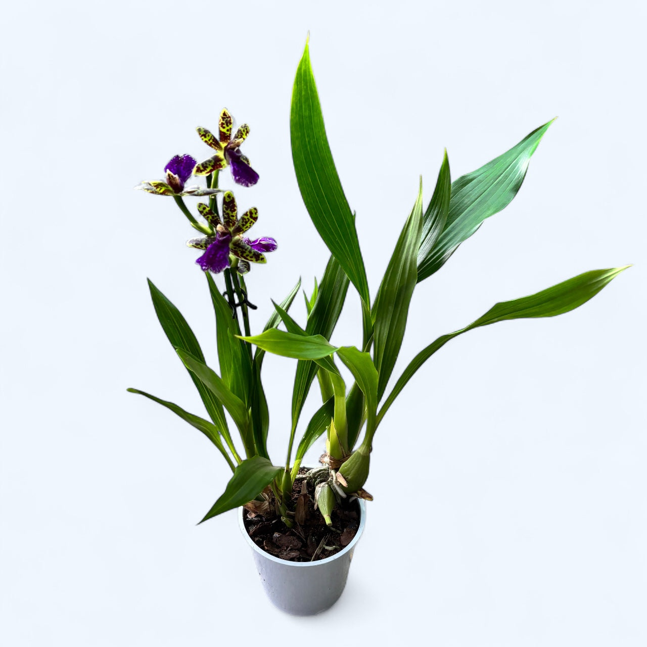 Zygopetalum maculatum 'Trozy Blue' - intensely fragrant