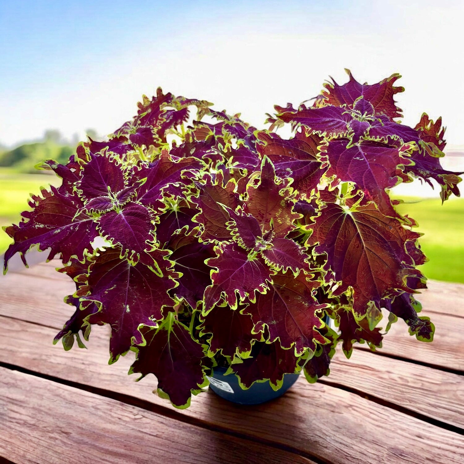 Coleus ‘Crown Jewel’ - urzicuta regala cu frunzis burgundy si margini aurii