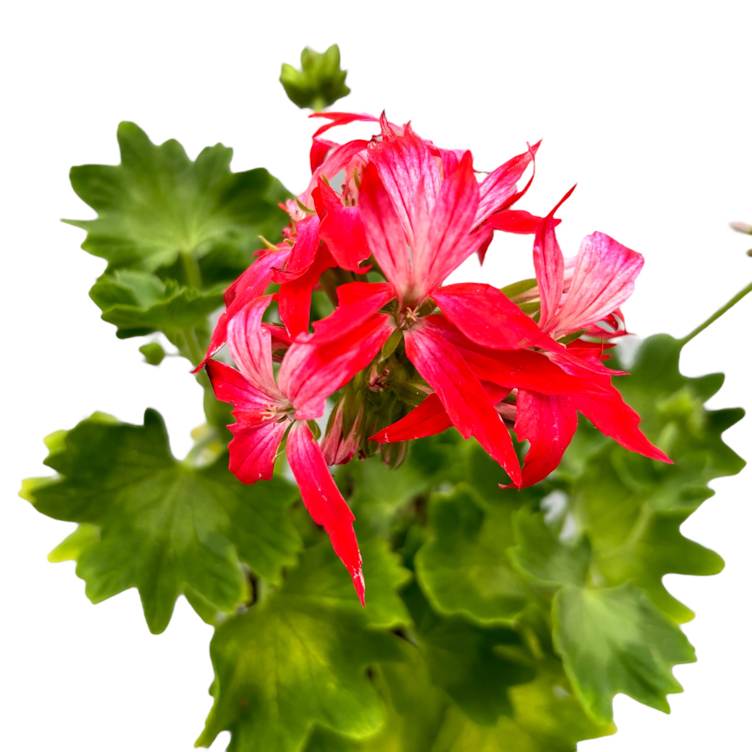 Muscate stelate bicolore - Pelargonium Fireworks 'Bicolor'