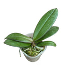 Phalaenopsis Miki Orange Sunset (peloric) flori parfumate