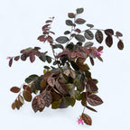 Loropetalum chinense ‘Fire Dance’ - arbust cu frunzis purpuriu si flori roz vibrante