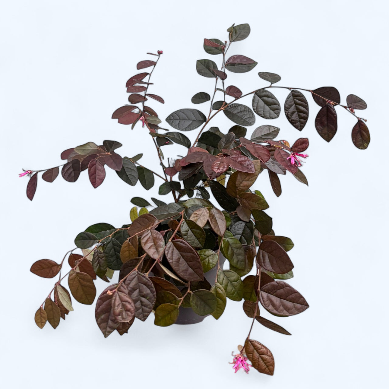 Loropetalum chinense ‘Fire Dance’ - arbust cu frunzis purpuriu si flori roz vibrante