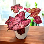 Caladium 'Desert Sunset'