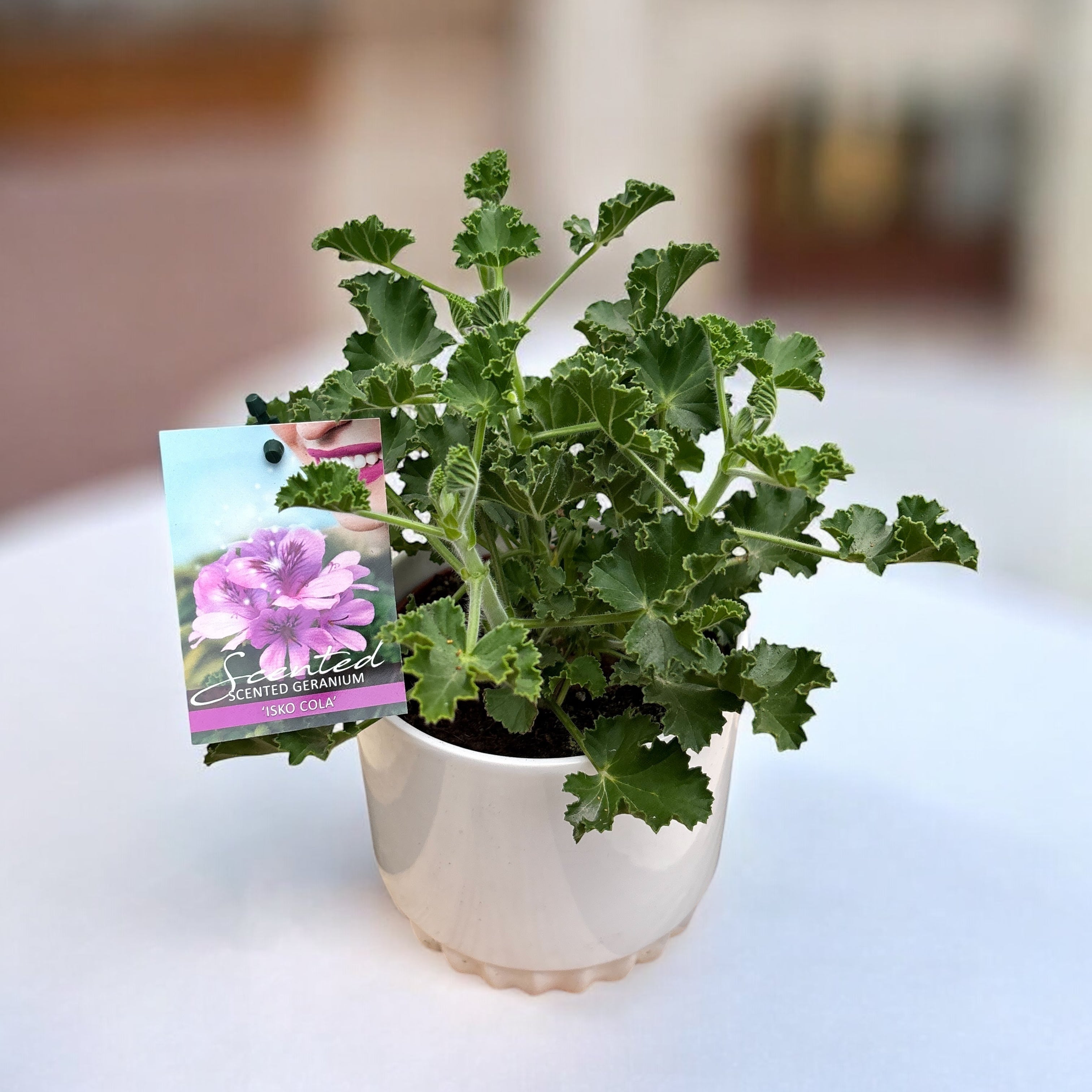 Muscate parfumate - Scented Geranium ‘Isko Cola’ (parfum de Cola)