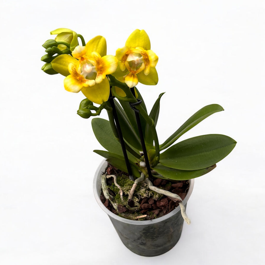 Phalaenopsis Yaphon Perbalm - pelorisk