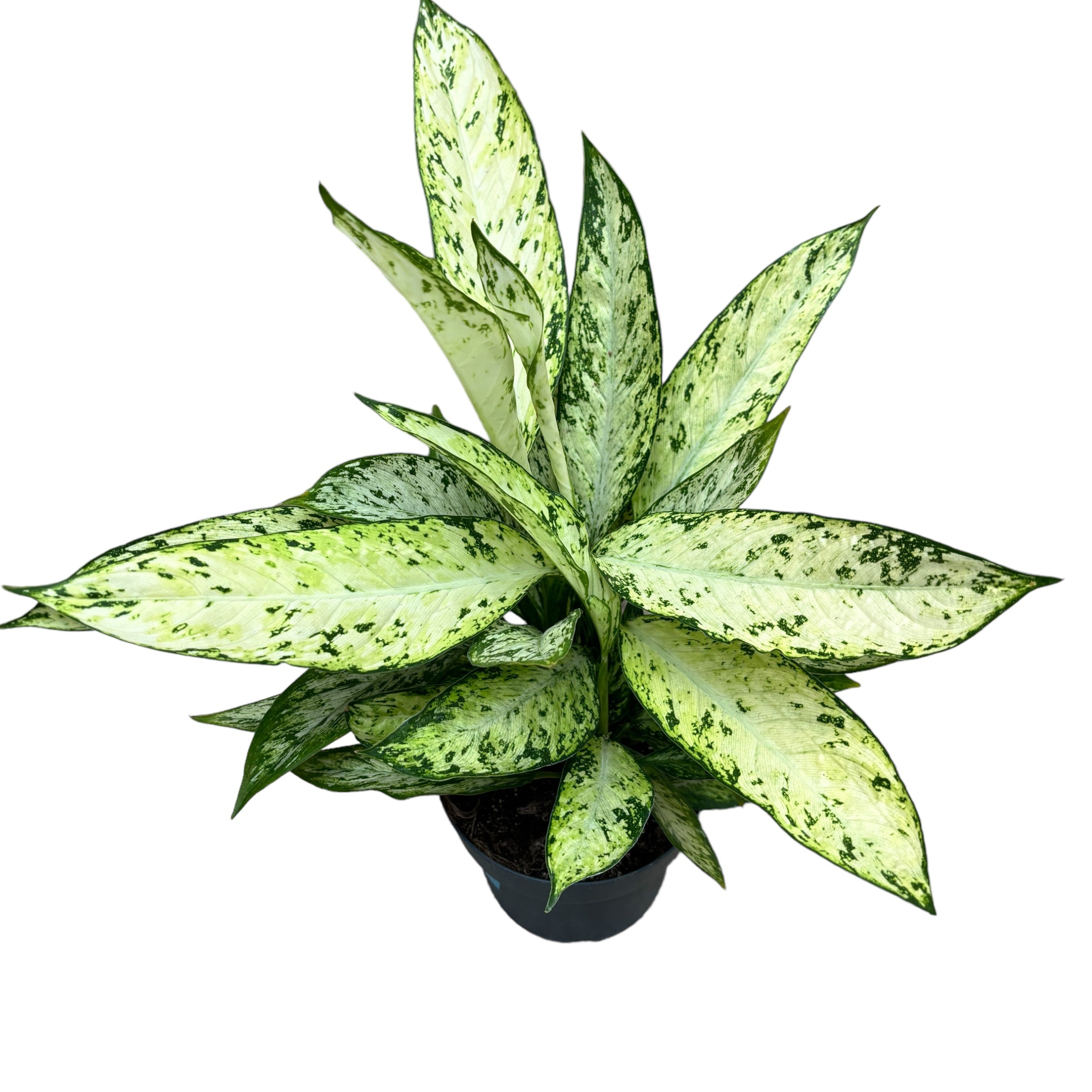 Dieffenbachia Vesuvius