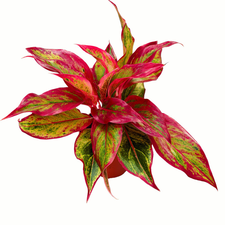 Aglaonema Crete Flame D12