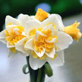 Narcise cu flori mari, bicolore si duble, parfumate - Narcissus 'Golden Pearl'