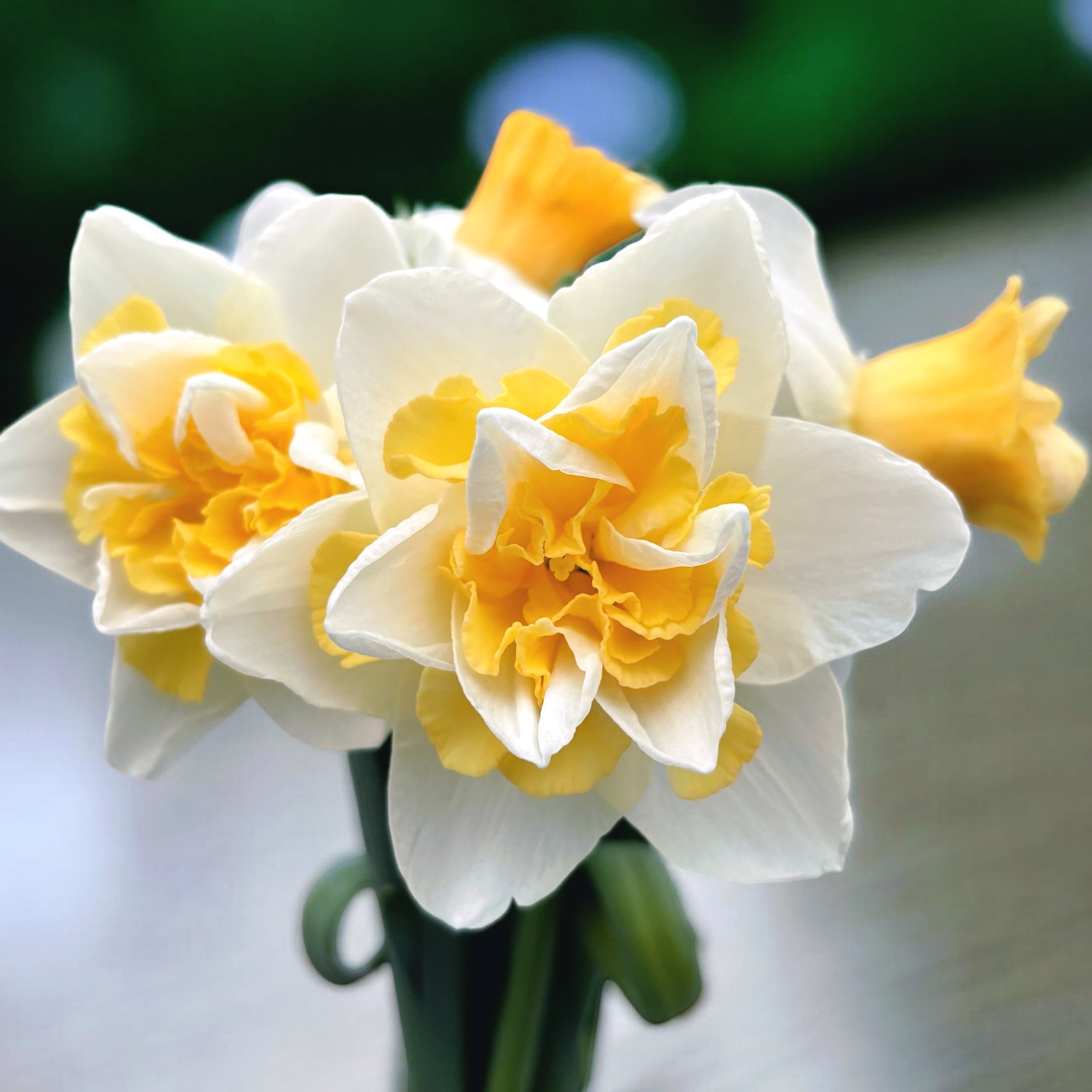 Narcise cu flori mari, bicolore si duble, parfumate - Narcissus 'Golden Pearl'