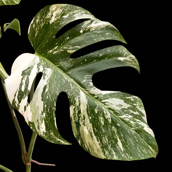 Monstera deliciosa 'Variegata' MDV-03 (exemplar XL)