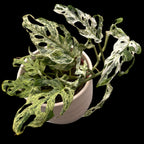 Monstera adansonii 'Frozen Freckles' (variegata) - 2 biljke/saksija