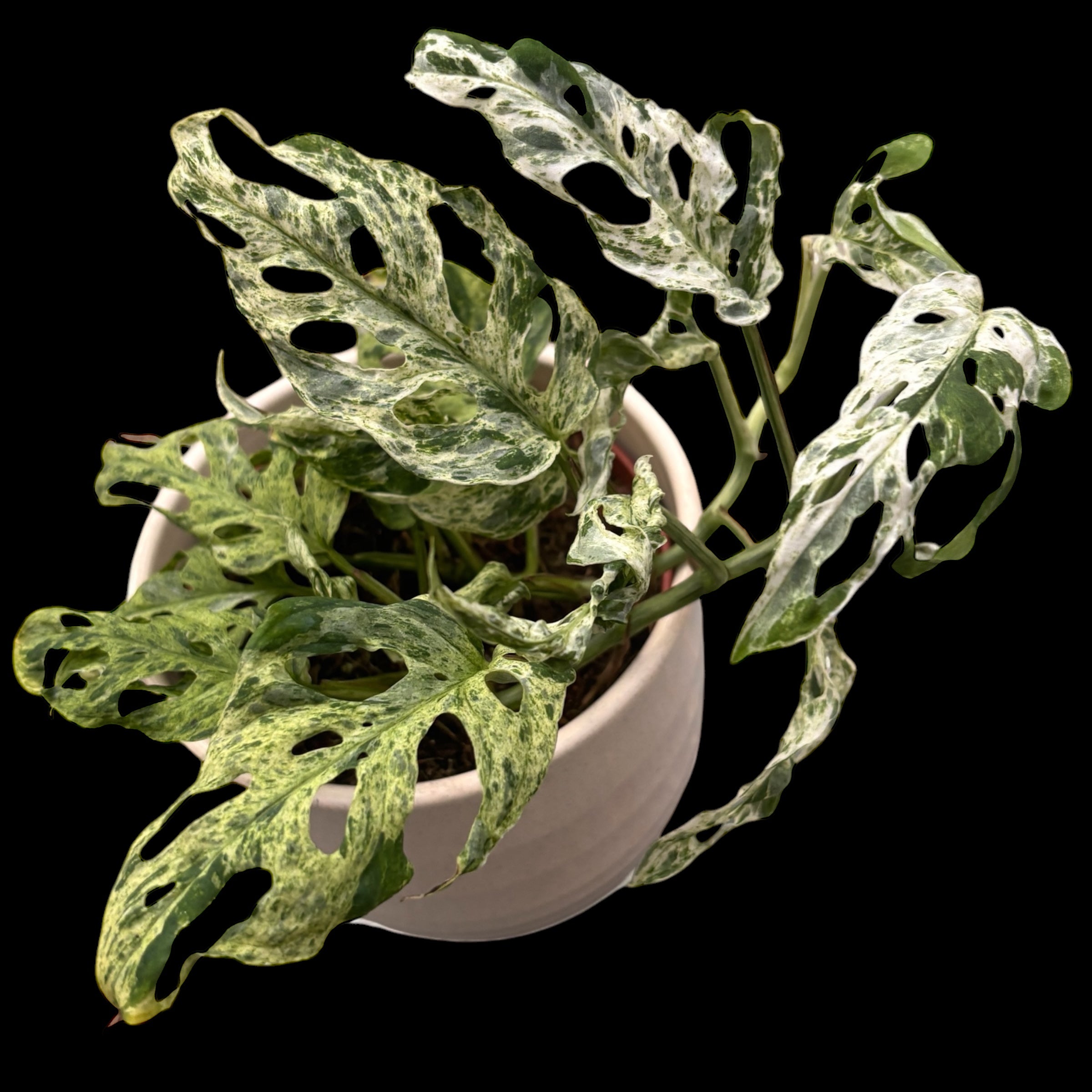 Monstera adansonii 'Frozen Freckles' (variegata) - 2 plante/ghiveci