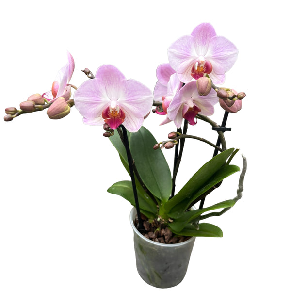 Phalaenopsis umwerfend