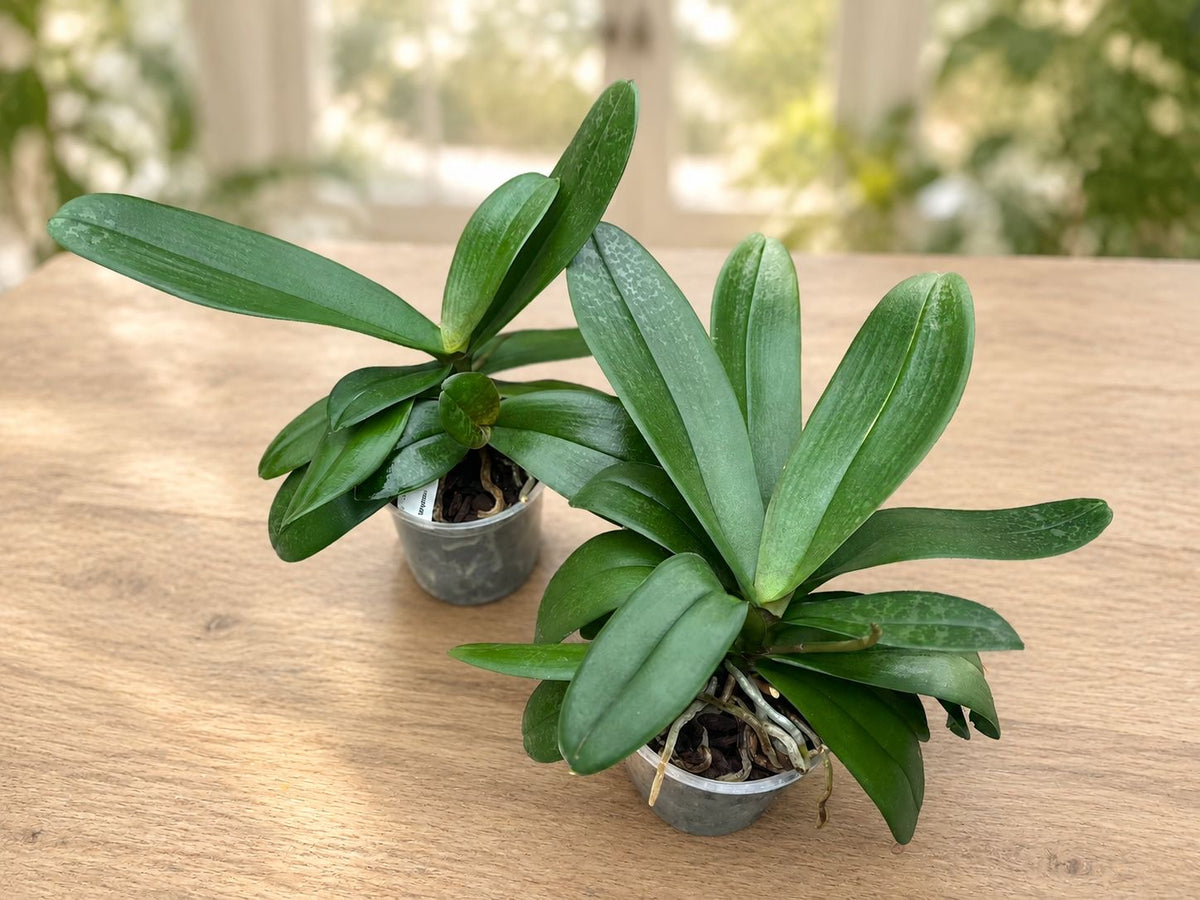 Phalaenopsis-formning - exemplar XXL (2 plantor/kruka)