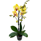 Phaelanopsis Yellowstone