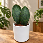 Sansevieria masoniana 'Shark Fin' 2pp - Sansevieria cu 2 frunze late, decorative