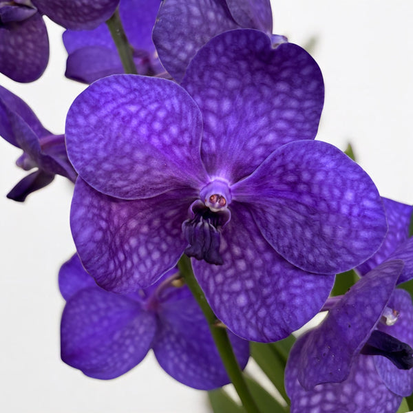 Vanda Tayanee Blue (Ansu)