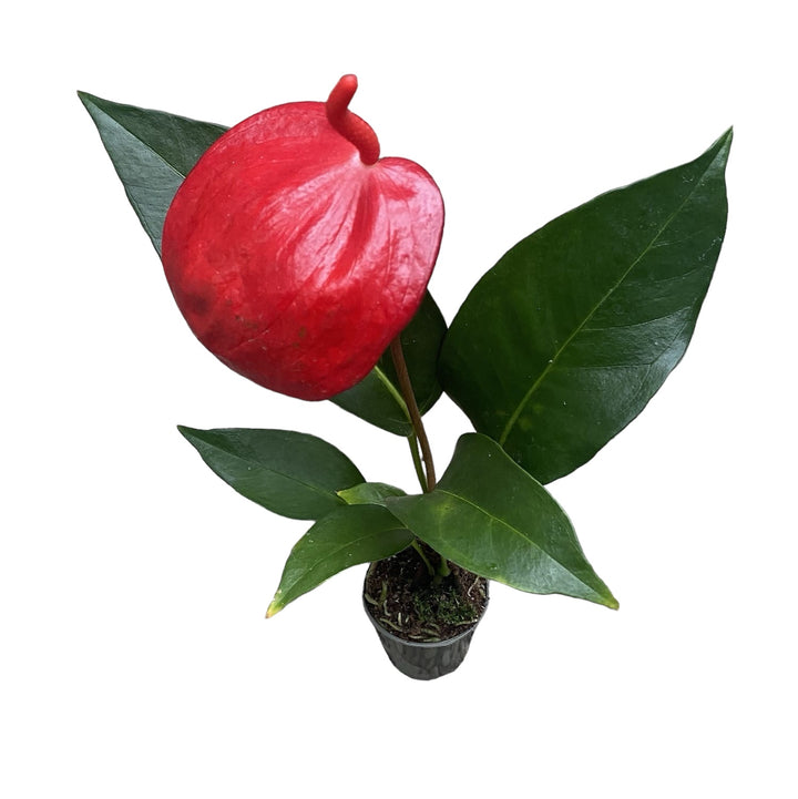 Anthurium Scherzerianum Debby